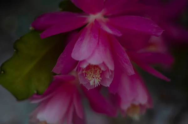 Closeup Pink Epiphyllum Orchid Cactus Flower Stigma Stamen Green Background — Stock Photo, Image