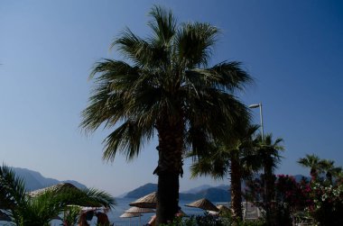 Tropikal sahillerde, deniz parkında palmiye ağaçları