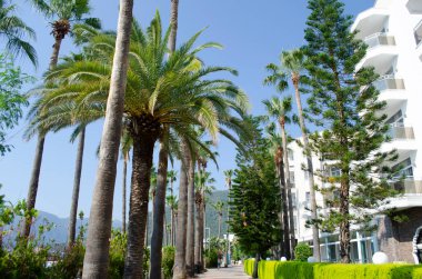 Palm trees at tropical coast, in sea park