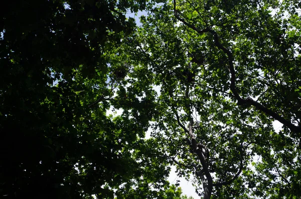 İstanbul'un Eminönü semtindeki tarihi kent gülhane Parkı'nın görünümü. Topkapı Sarayı, Türkiye.