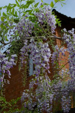 Wisteria çiçekleri bahçede çiçek açıyor. Güzel salkımcık sarmaşığı baharda çiçek açar. Kapatın.