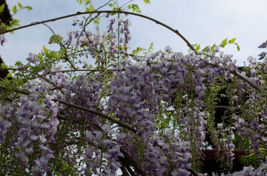 Wisteria çiçekleri bahçede çiçek açıyor. Güzel salkımcık sarmaşığı baharda çiçek açar. Kapatın.