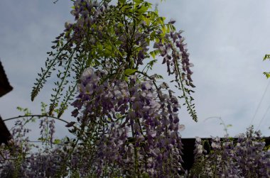 Wisteria flowers are blooming in garden. Beautiful wisteria trellis blossom in spring.