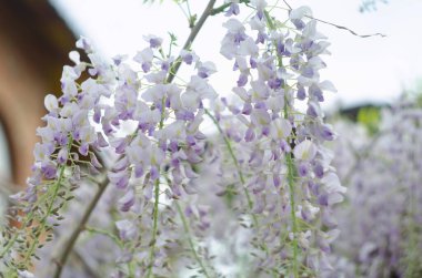 Wisteria çiçekleri bahçede çiçek açıyor. Güzel salkımcık sarmaşığı baharda açar..