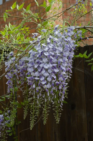 Wisteria flowers are blooming in garden. Beautiful wisteria trellis blossom in spring close up