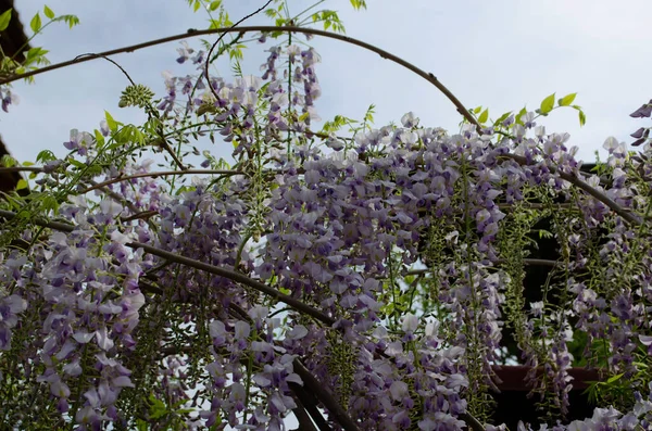 Wisteria çiçekleri bahçede çiçek açıyor. Güzel salkımcık sarmaşığı baharda çiçek açar. Kapatın.