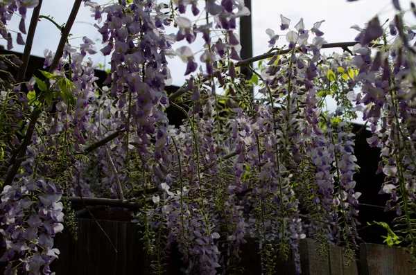 Les Fleurs Wisteria Fleurissent Dans Jardin Belle Fleur Treillis Glycine — Photo