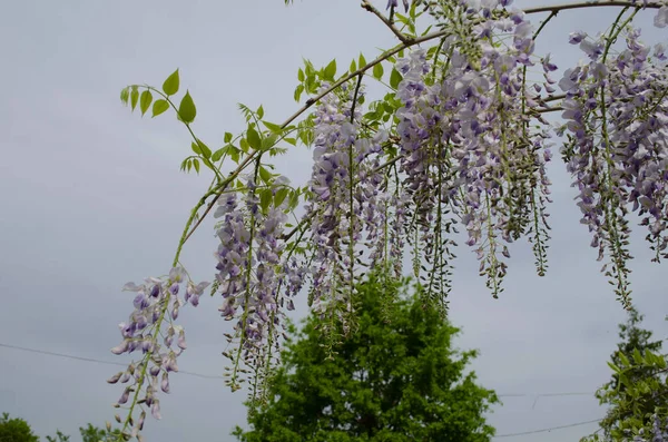 Wisteria flowers are blooming in garden. Beautiful wisteria trellis blossom in spring.