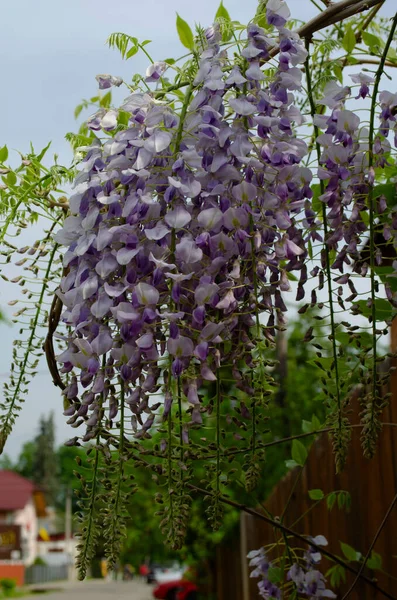 Wisteria flowers are blooming in garden. Beautiful wisteria trellis blossom in spring.