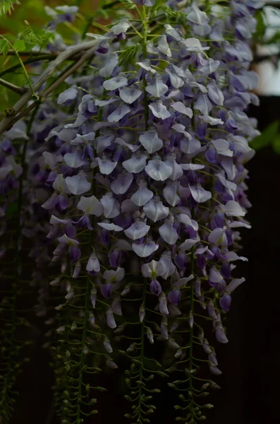 Wisteria flowers are blooming in garden. Beautiful wisteria trellis blossom in spring. — Zdjęcie stockowe