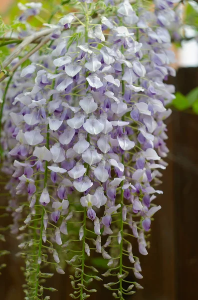 Wisteria flowers are blooming in garden. Beautiful wisteria trellis blossom in spring.