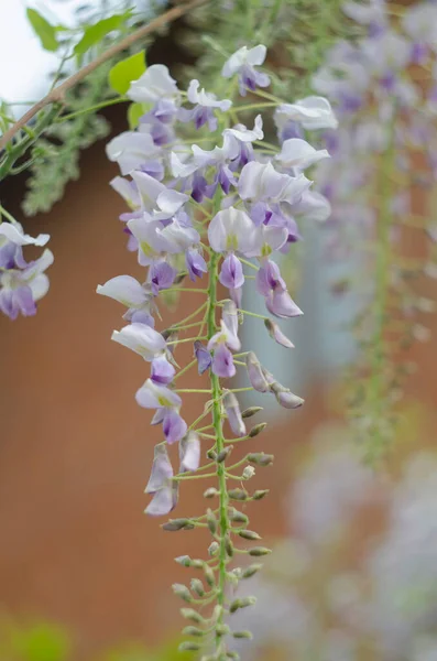 Wisteria flowers are blooming in garden. Beautiful wisteria trellis blossom in spring. — стоковое фото