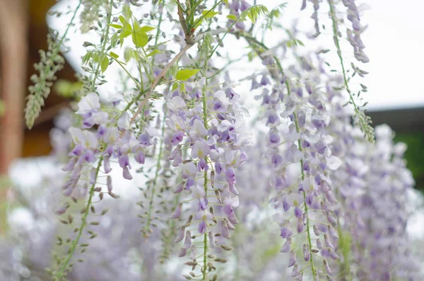 Wisteria flowers are blooming in garden. Beautiful wisteria trellis blossom in spring.