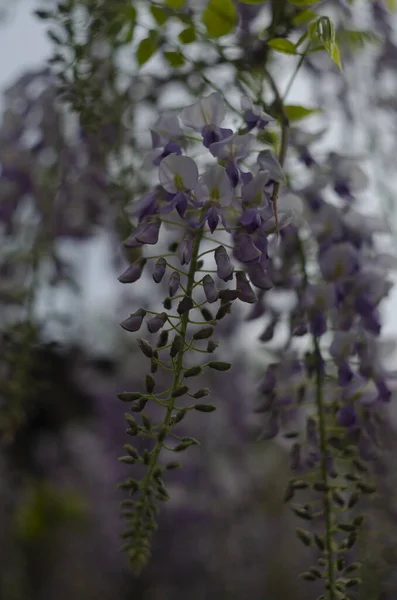 Wisteria flowers are blooming in garden. Beautiful wisteria trellis blossom in spring. — Foto Stock