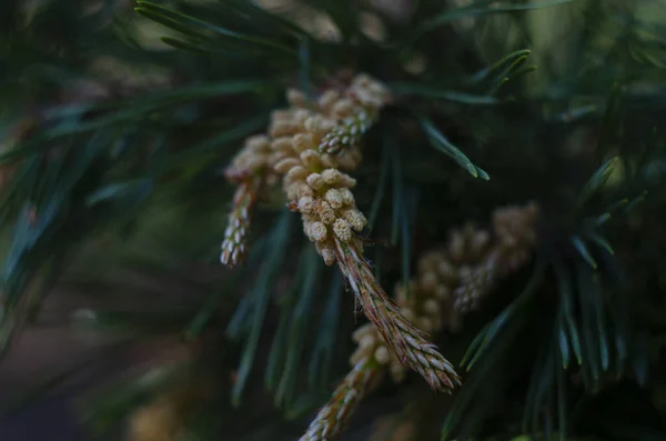 Mayıs Ayında Bir Skoç Çam Ağacının Sayısız Erkek Çiçekleri — Stok fotoğraf