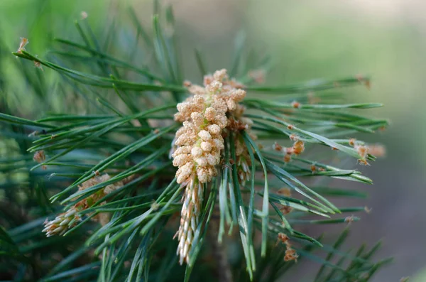 Numerous Male Blossoms Scots Pine Pinus Sylvestris May Close — 图库照片