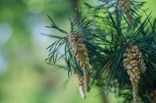 Numerous Male Blossoms Scots Pine Pinus Sylvestris May Close — Stock Photo, Image