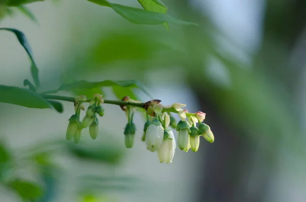 Λευκά Λουλούδια Βατόμουρου Ένα Κλαδί Κοντά — Φωτογραφία Αρχείου