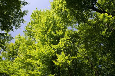 Yapraklarla çerçevelenmiş taze yeşil yaprak ağaçlarından oluşan manzaralı bir orman. Güneş, sıcak ışınlarını yeşilliklere saçıyor.
