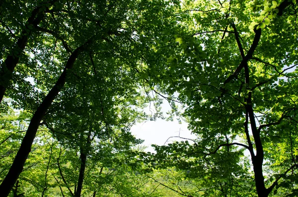 Floresta Cênica Árvores Caducas Verdes Frescas Emolduradas Por Folhas Com — Fotografia de Stock