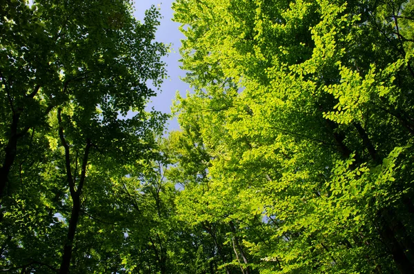 Yapraklarla çerçevelenmiş taze yeşil yaprak ağaçlarından oluşan manzaralı bir orman. Güneş, sıcak ışınlarını yeşilliklere saçıyor.