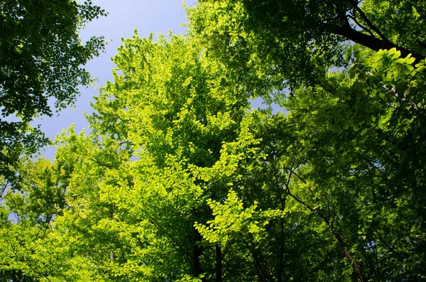 Yapraklarla çerçevelenmiş taze yeşil yaprak ağaçlarından oluşan manzaralı bir orman. Güneş, sıcak ışınlarını yeşilliklere saçıyor.