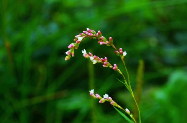 Su tatlı, knotweed veya smartweed. Su-tatlı ot, Persicaria hydropiper veya Polygonum hydropiper, yakın çekim. Kır çiçeği, Kuzukulağıgiller aile.