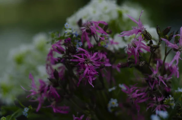 Prachtig Assortiment Felgekleurde Wilde Bloemen Groeiend Van Een Grasmat Van — Stockfoto