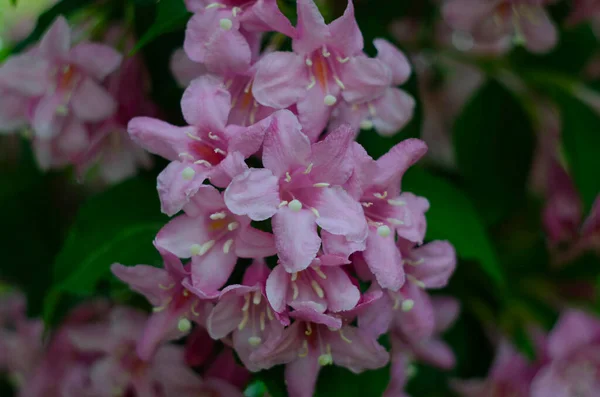 Mooie Roze Bloemen Weigela Florida Bloemen Van Weigela Florida Bloeiende — Stockfoto