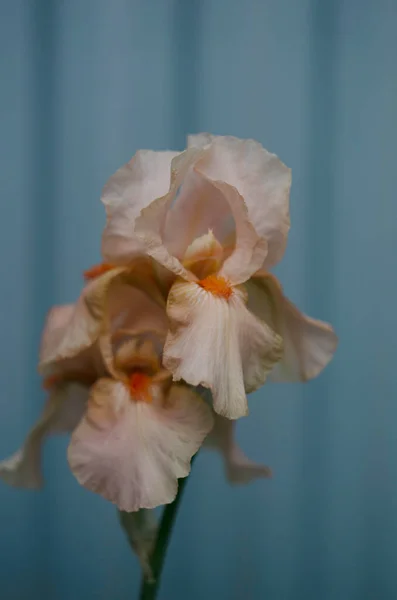 Belle Saumon Orange Pastel Iris Fleur Printemps — Photo