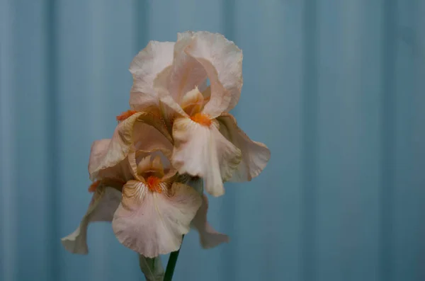 Beautiful Salmon orange pastel iris spring flower