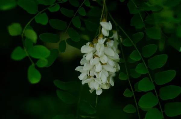 Κλαδί Ακακίας Ρομπίνια Ψευδοακακακία Είναι Άφθονη Και Ανθίζει Λευκά Άνθη — Φωτογραφία Αρχείου