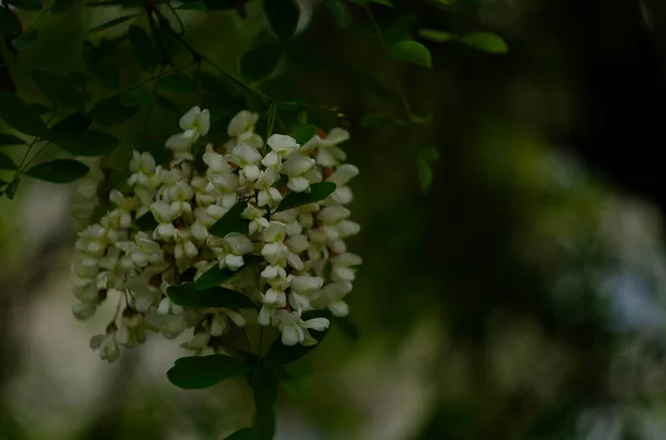 Gałąź Akacjowa Robinia Pseudoacacia Obficie Kwitnie Białe Kwiaty Fałszywa Akacja — Zdjęcie stockowe