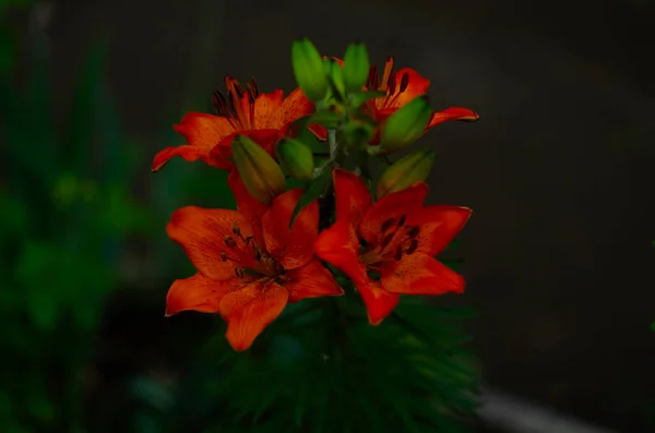 Detailní Záběr Krásné Pulzující Oranžové Lilie Květ Létě — Stock fotografie