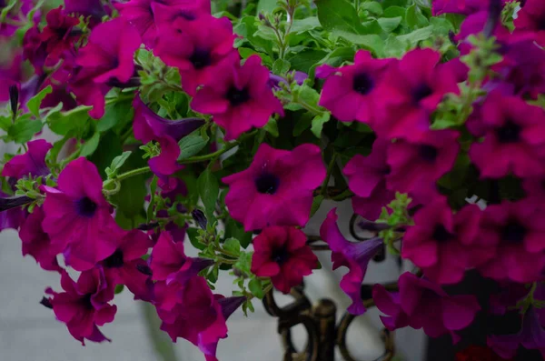 Zbliżenie Ciemnoróżowy Kwiat Petunii Garnku Selektywne Skupienie Słoneczny Dzień — Zdjęcie stockowe