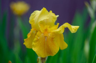 İris bahçesinde açan bir Sarı İris çiçeği.