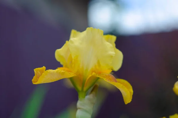 Eine Gelbe Irisblume Blüht Irisgarten — Stockfoto
