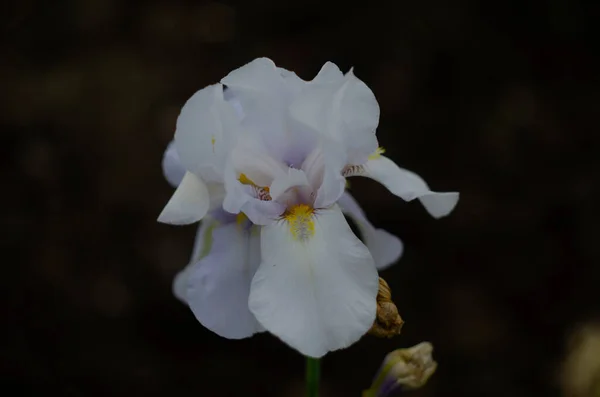 在附近的虹膜花园里盛开着白色的爱丽花 — 图库照片