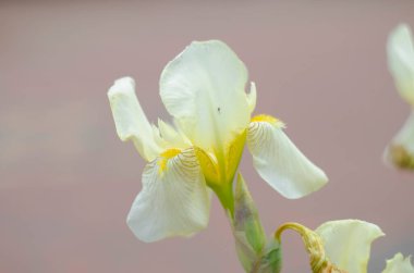 İris bahçesindeki bulanık iris çiçeklerinin arka planında sarı İris çiçeği açar. Doğa. Bahçede çiçek açan sarı göz. Makro.