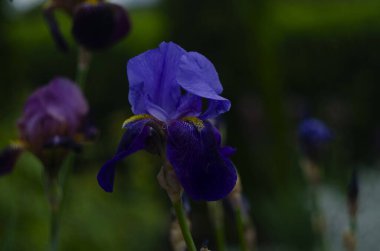 Mor ve mavi süsen çiçekleri yeşil bahçe arka planına yakın çekim yaparlar. Güneşli bir gün. Büyük ekilmiş sakallı iris çiçeği. Bahçede mavi ve mor zambaklar yetişiyor.