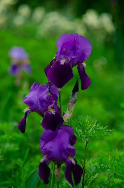 Violet Και Μπλε Λουλούδια Ίριδας Closeup Πράσινο Φόντο Κήπο Ηλιόλουστη — Φωτογραφία Αρχείου