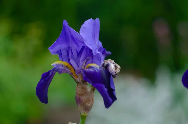 Violet Dan Bunga Iris Biru Menutup Pada Latar Belakang Kebun — Stok Foto