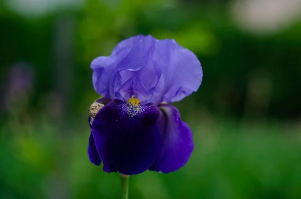 緑の庭の背景に紫色と青の虹彩の花が閉じます 晴れた日 ひげそりの虹彩の大規模な栽培花 庭では青と紫の虹彩の花が成長しています — ストック写真