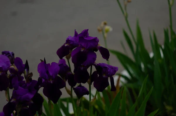 Violet Blue Iris Flowers Closeup Green Garden Background Sunny Day — Stock Photo, Image