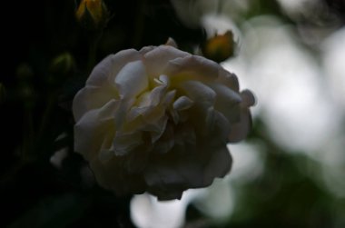 Gül bahçesinde beyaz-turuncu renkli gül rengi eski tarz. Yüksek kalite fotoğraf