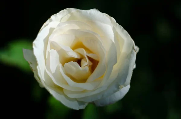 Rose White Orange Color Rose Garden Style Vintage High Quality — Stock Photo, Image
