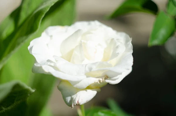 Rosa Weiß Orange Farbe Rosengarten Stil Der Weinlese Hochwertiges Foto — Stockfoto