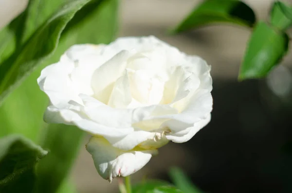 Rosa Weiß Orange Farbe Rosengarten Stil Der Weinlese Hochwertiges Foto — Stockfoto