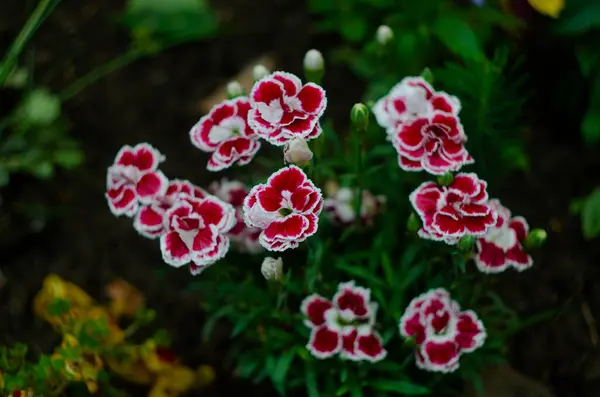 Dianthus Caryophyllus Nejlika Rosa Ljus Violetta Blommor Blom Odlade Blommande — Stockfoto