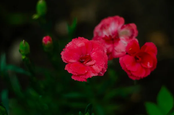 Dianthus Caryophyllus Goździk Goździk Różowy Światło Fioletowe Kwiaty Rozkwicie Uprawiane — Zdjęcie stockowe
